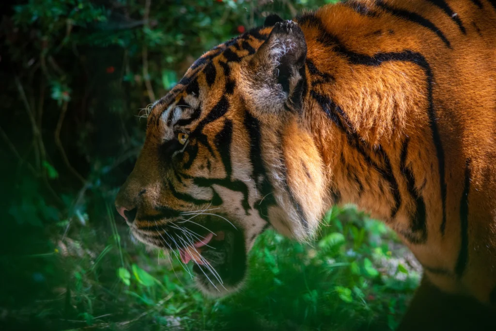 tigre zoo de beauval